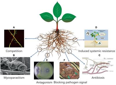 Trichoderma and its role in biological control of plant fungal and nematode disease